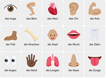 Body Parts in German