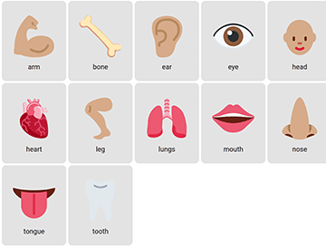 Kroppsdelar på engelska