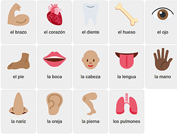 Body Parts in Spanish