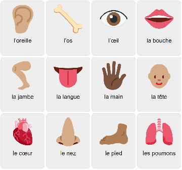 Body Parts in French